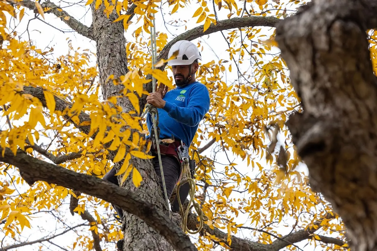Skilled Tree Planing crew working in Linden