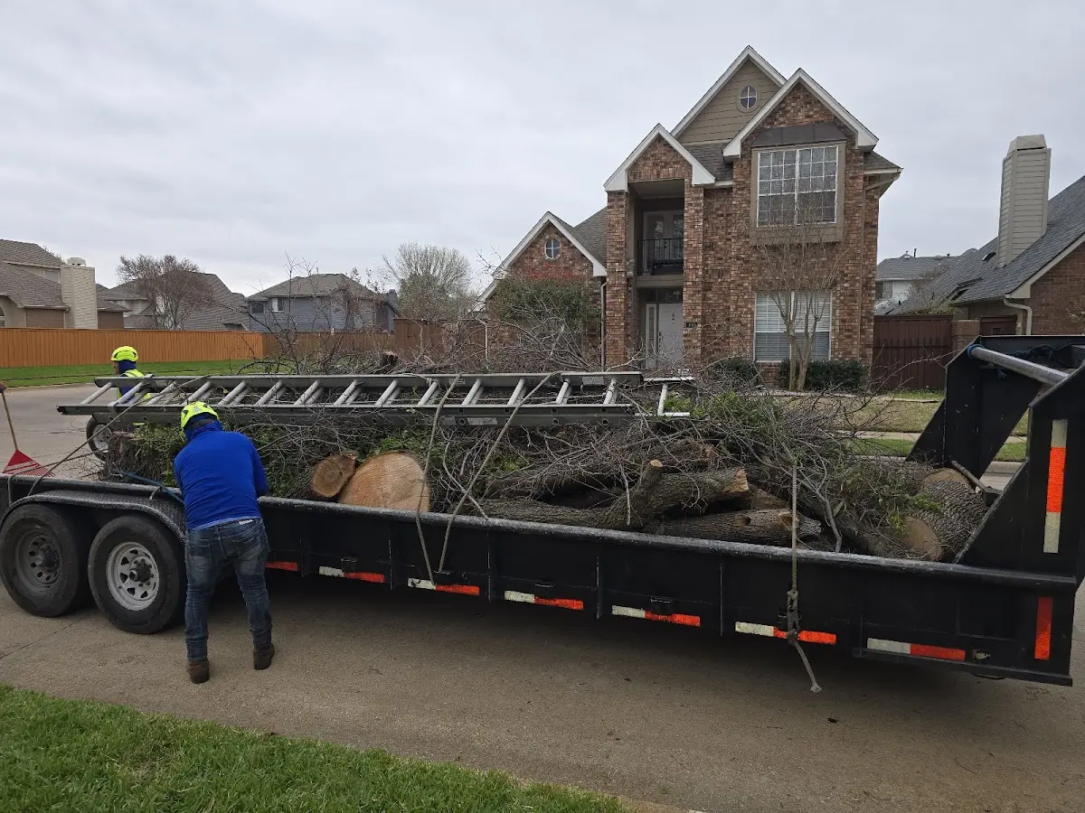 Expert Tree Removal with proper safety equipment in Linden